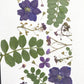 Linen White Pressed Flower